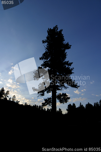 Image of The lone tree