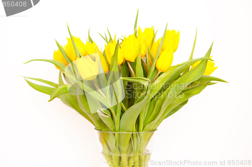 Image of Tulips