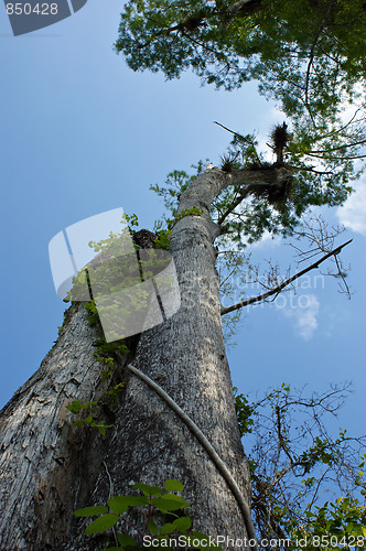 Image of Old Cypress Tree