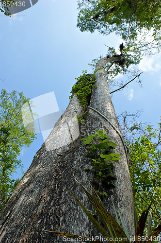 Image of Tall Cypress Tree