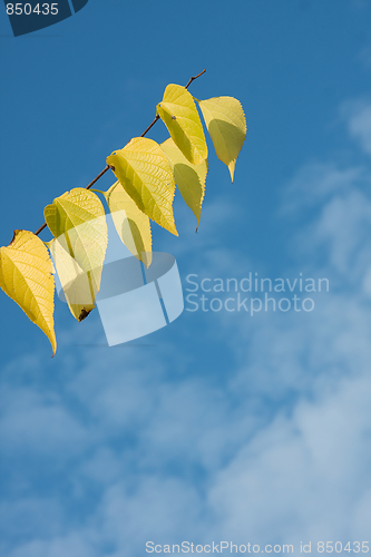 Image of Autumn branch