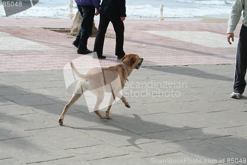 Image of Dog