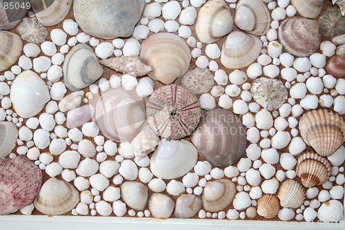 Image of Shells