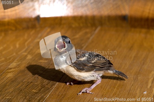 Image of Baby Finch