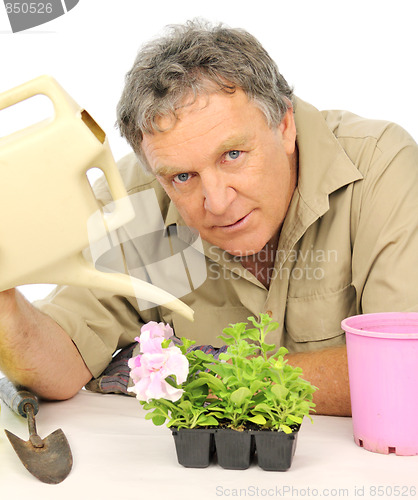 Image of Watering Seedlings