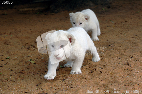 Image of White lion cubs