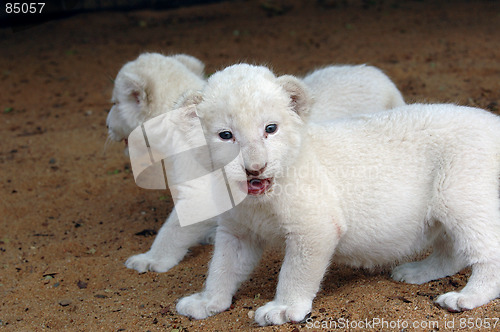 Image of White lion cub