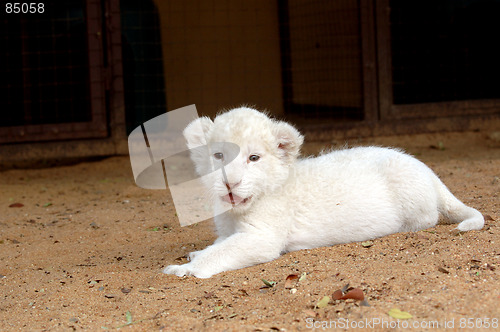 Image of White lion cub