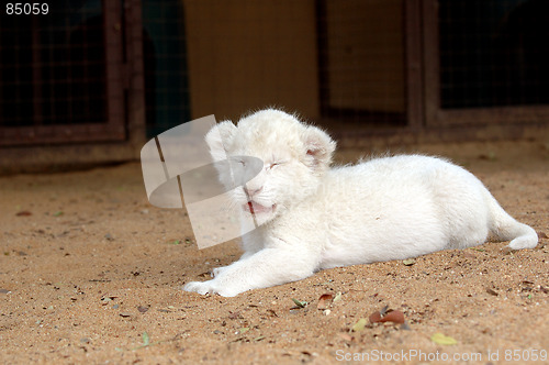 Image of White lion cub