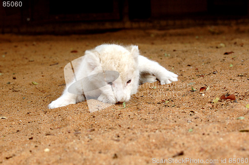 Image of White lion cub