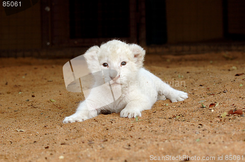 Image of White lion cub