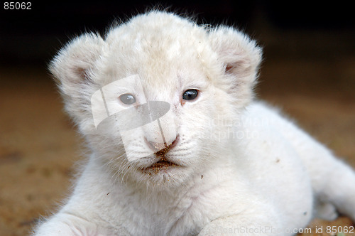 Image of White lion cub