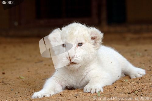 Image of White lion cub