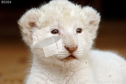 Image of White lion cub