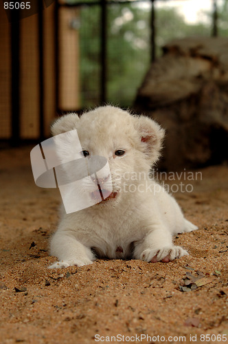 Image of White lion cub