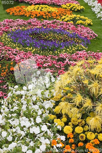 Image of colorful flower2