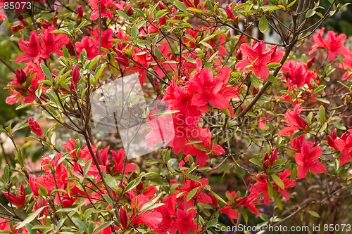 Image of colorful flower3