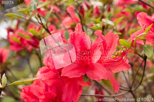 Image of colorful flower4