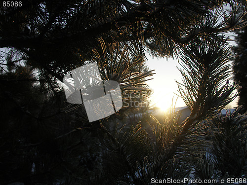 Image of Sun shining through tree