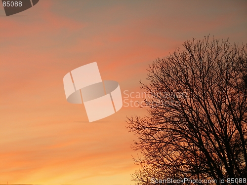 Image of Tree in sunset