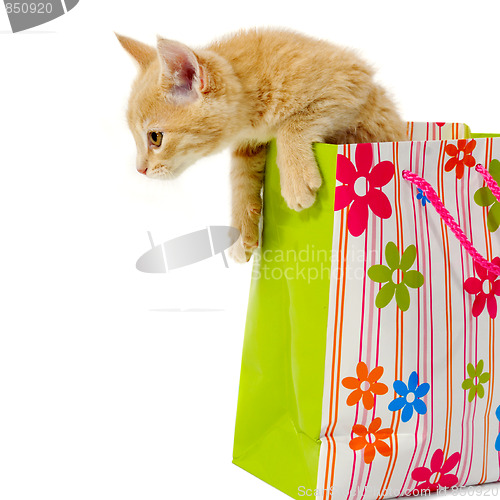 Image of Kitten and shopping bag