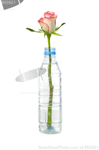 Image of Rose in bottle