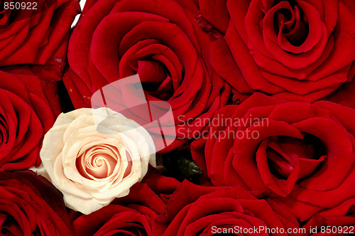 Image of Rose bouquet