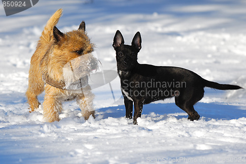 Image of Two dogs in snow