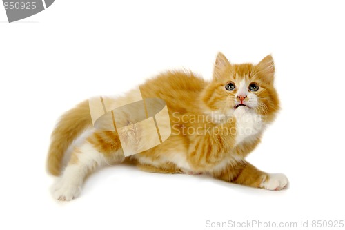 Image of Afraid kitten