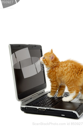 Image of Kitten and laptop