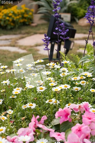 Image of colorful flower8