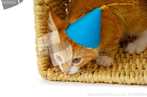 Image of Kitten with hat 