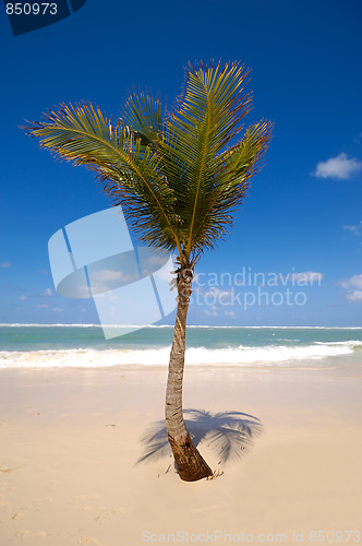 Image of Palm in the sand