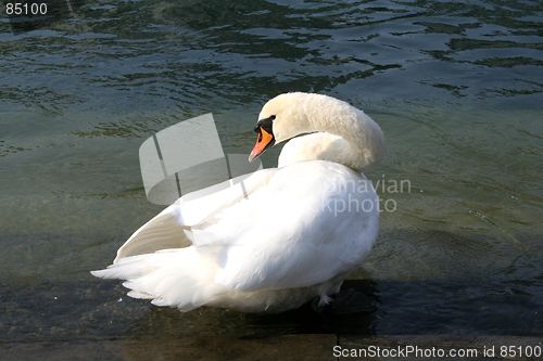 Image of Swan