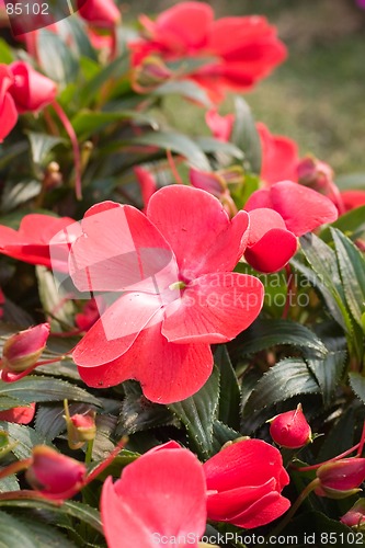 Image of colorful flower10