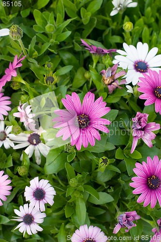 Image of colorful flower11