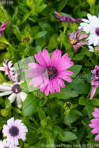 Image of colorful flower12