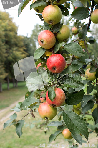 Image of Branch with ripe apples