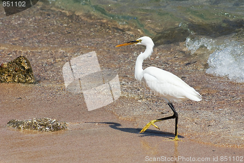 Image of Walking Egret