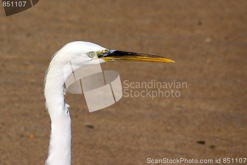 Image of Head of Egret