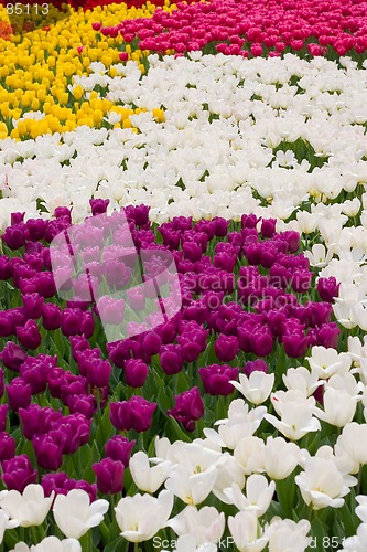 Image of colorful flower14
