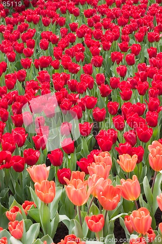 Image of colorful flower15