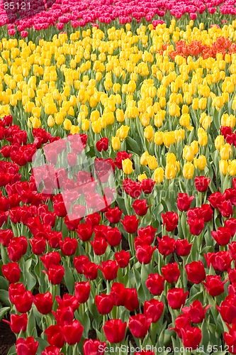 Image of colorful flower17