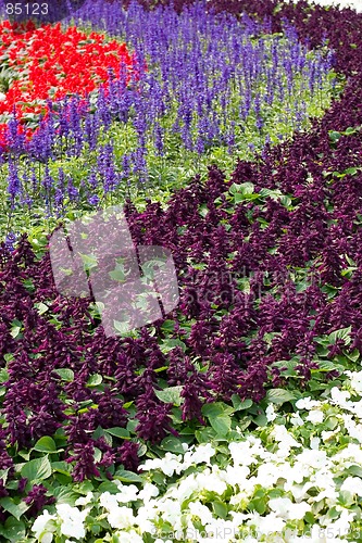 Image of colorful flower18