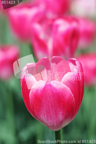 Image of Pink tulip in sunlight