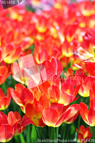 Image of Orange tulips in sunlight