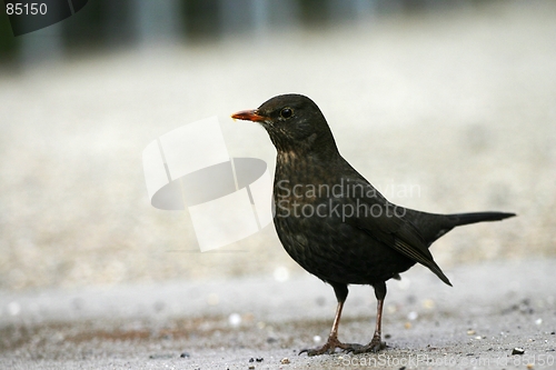 Image of Common Blackbird [#2004-02]