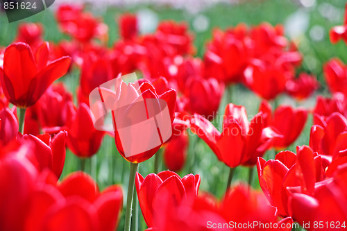 Image of Red tulips field