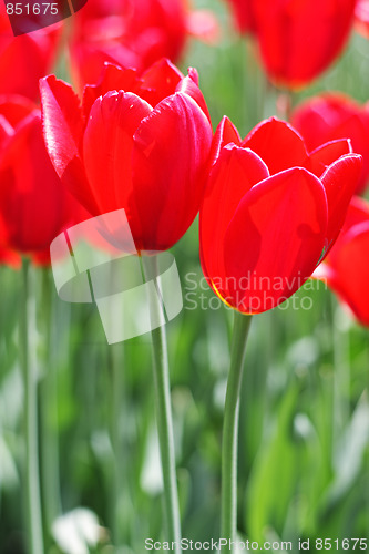 Image of Red tulips