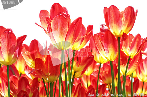 Image of Orange tulips against white